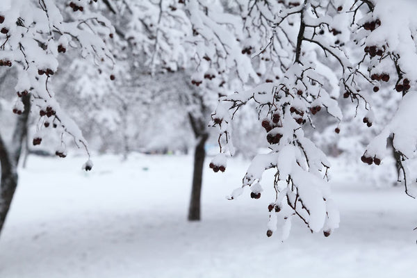 Comprendre le blues hivernal : causes, symptômes et solutions