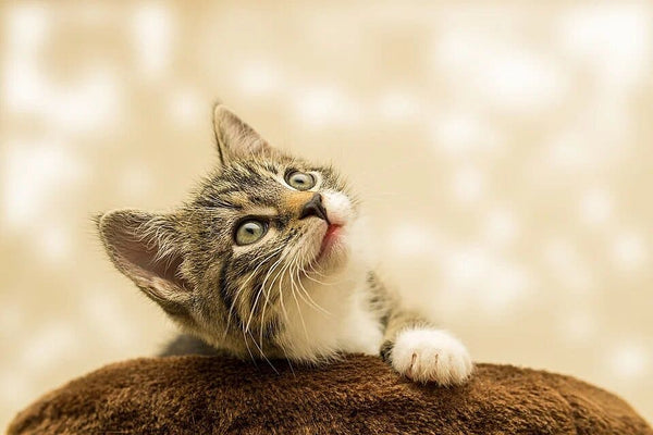 Rêver de chatons: Quelles significations?