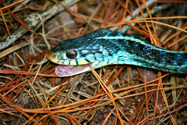 Rêver de serpent bleu : Quelles significations