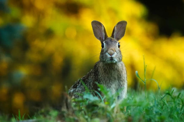 Comment dorment les lapins?