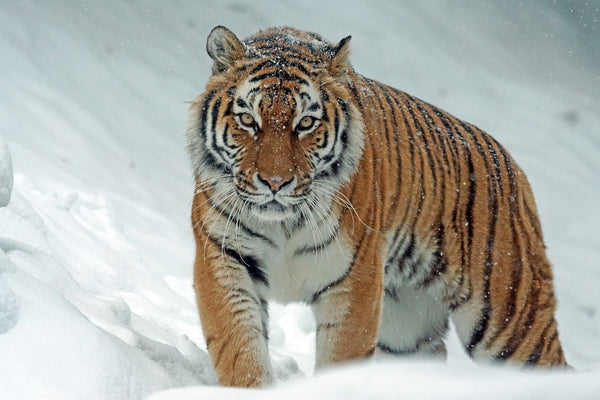 Comment dorment les tigres?