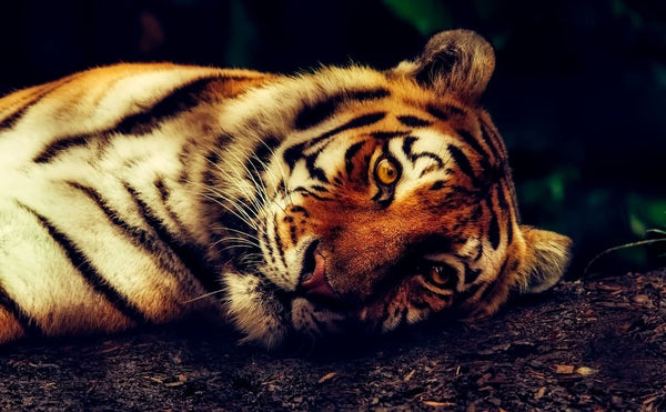 Rêver de tigre en Islam : Quelles significations ?